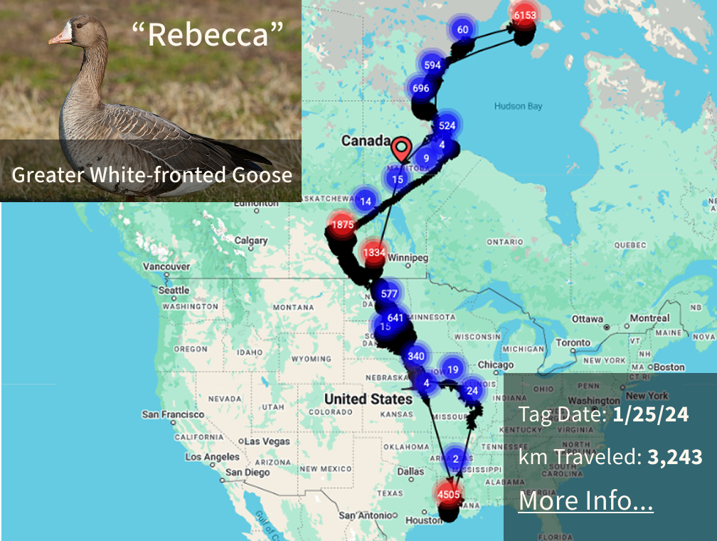 Bird migration tracking map